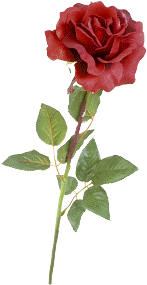 rose